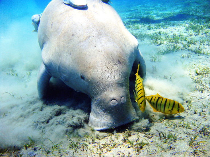 4-Gulf Of Mannar Marine National Park